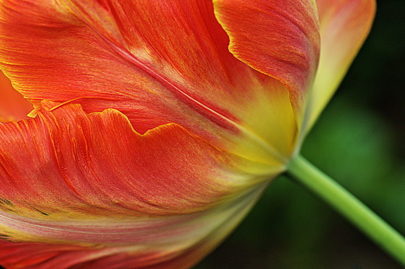 photo "The Color of Flowers" tags: macro and close-up, 