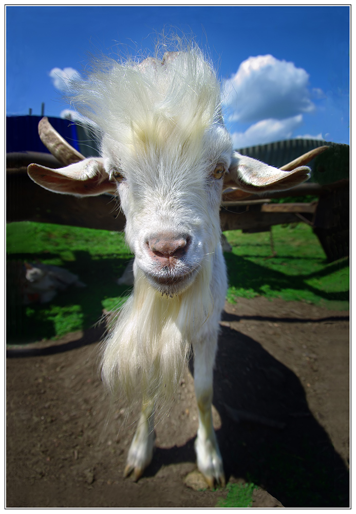 photo "***" tags: nature, clouds, pets/farm animals, sky, summer, village