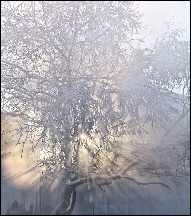 photo "frosty morning" tags: nature, city, 