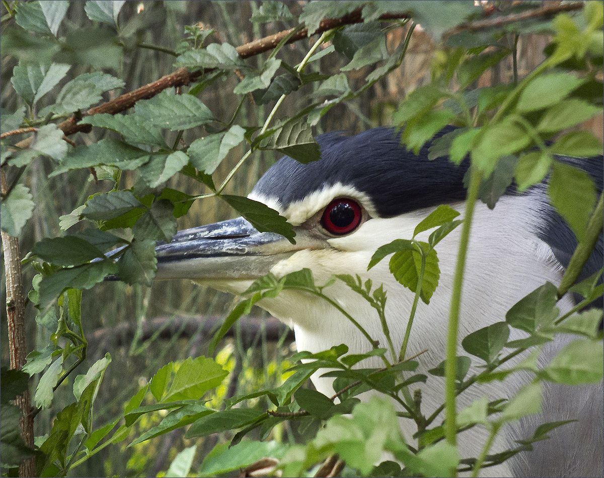 photo "Hide-and-seek game" tags: nature, wild animals