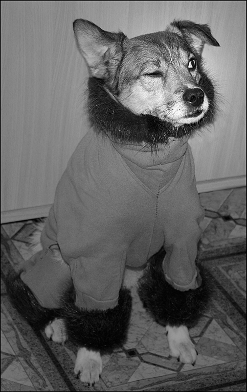 photo "***" tags: genre, humor, black&white, Фунтик, песик, шубка