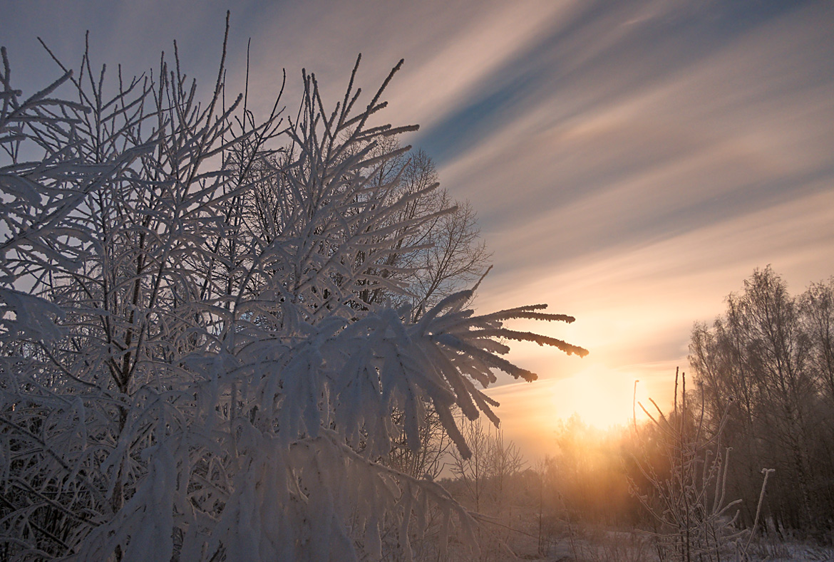 photo "***" tags: landscape, sky, sun, sunrise, winter, ветви, днревья