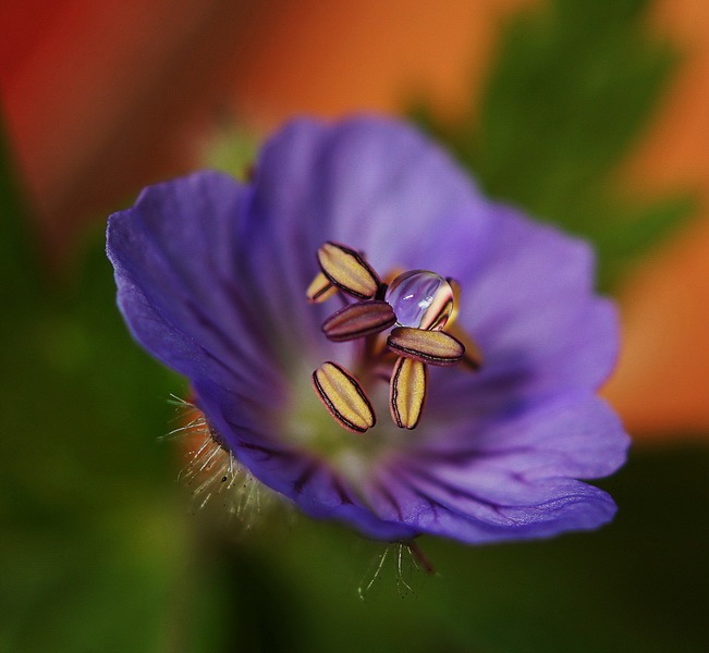 photo "***" tags: macro and close-up, 