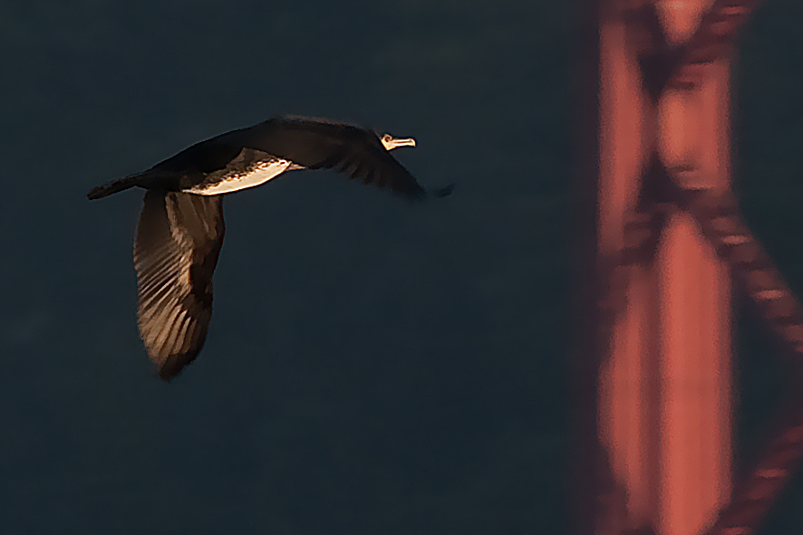 photo "Cormoran Flight" tags: nature, Europe, Lisbon, Tagus, Tejo, animals, birds, estuary, harbour, portugal