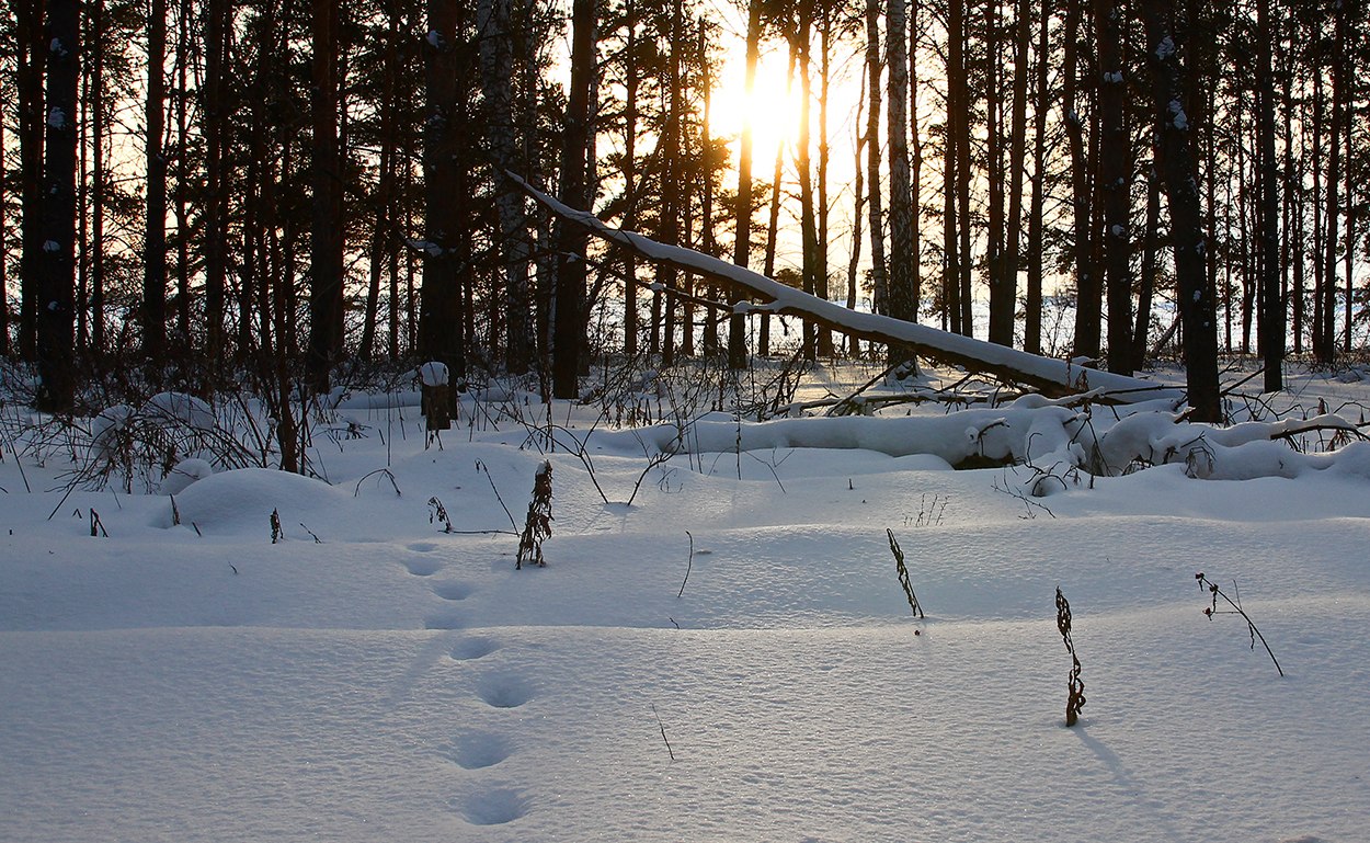 фото "Валежник №1" метки: пейзаж, 