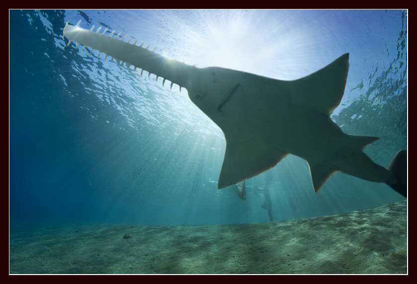 photo ""Sunny smile "" tags: underwater, 