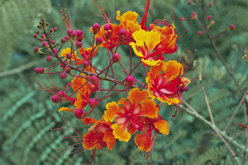 photo "Desert Color" tags: nature, macro and close-up, flowers