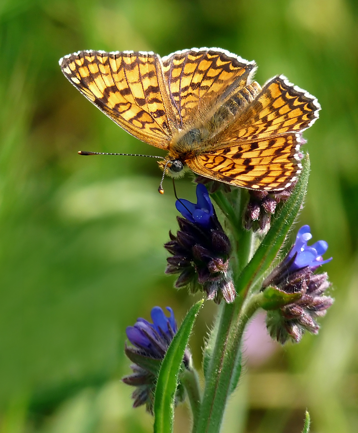 photo "***" tags: nature, insect