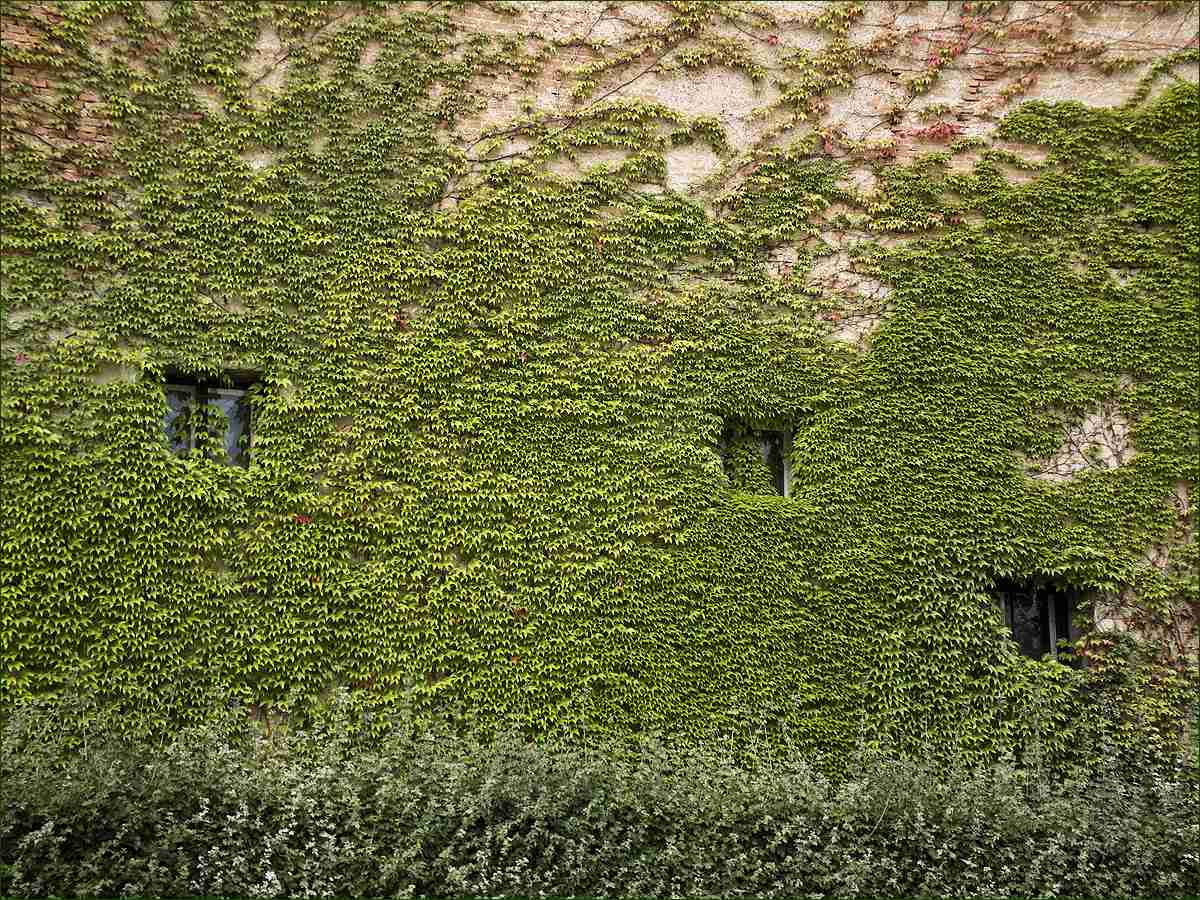 photo "Windows" tags: fragment, travel, Lower Belvedere, Vienna, Нижний Бельведер