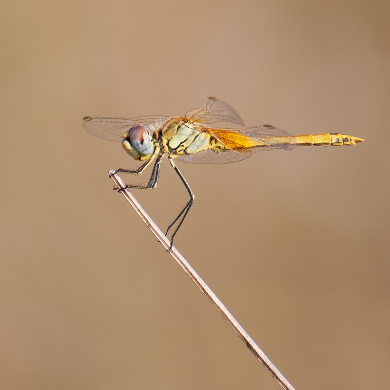 photo "***" tags: macro and close-up, 