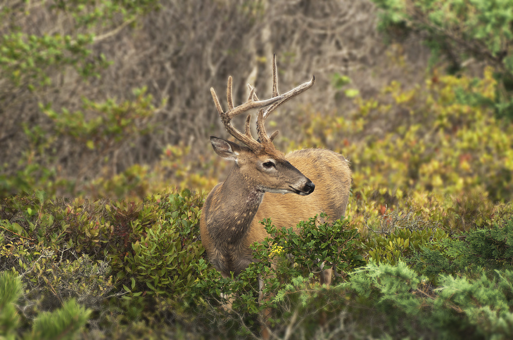 photo "* * *" tags: landscape, nature, wild animals