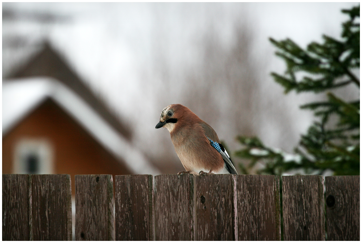 photo "Merry Christmas, neighbors!" tags: nature, Сойка