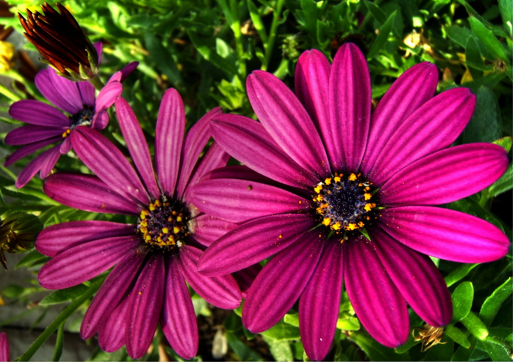 фото "Real Purple" метки: природа, цветы