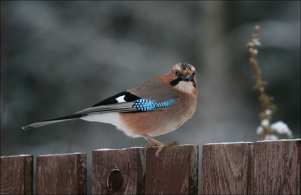 photo "New year's Jay - 2" tags: nature, Сойка