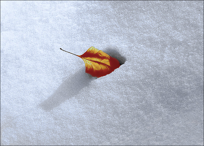 photo "***" tags: nature, leaf, shadow, snow