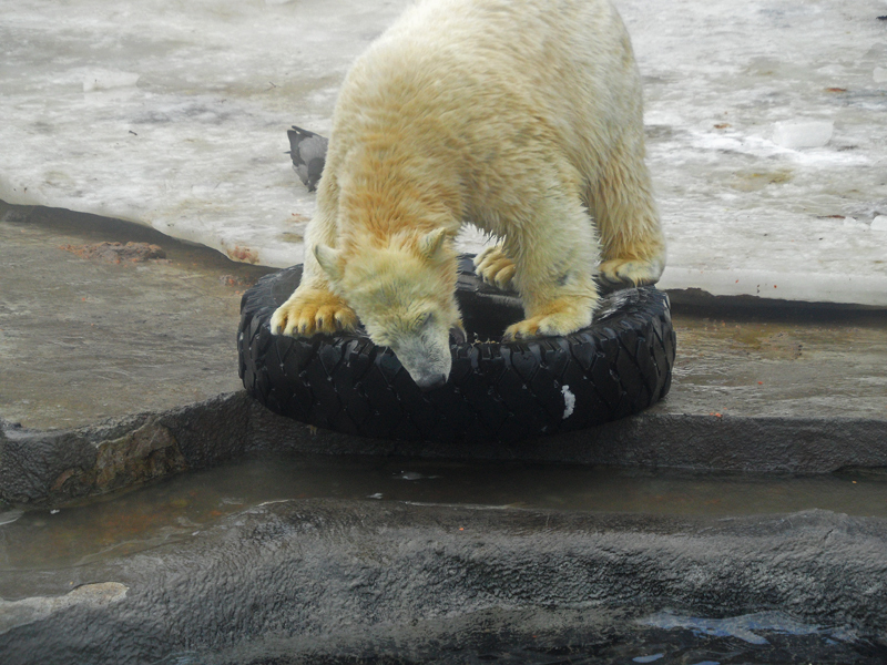 photo "***" tags: city, nature, Moscow, wild animals, winter