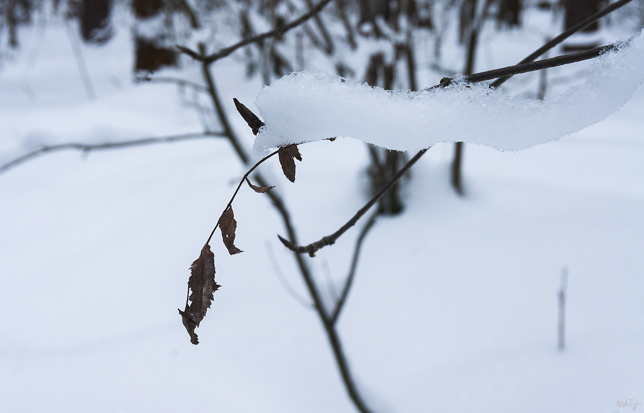 photo "***" tags: macro and close-up, 