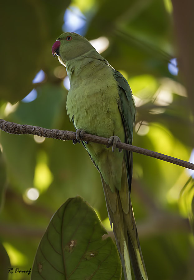 photo "The parrot" tags: nature, bird