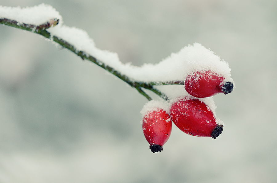 photo "***" tags: macro and close-up, Europe, winter