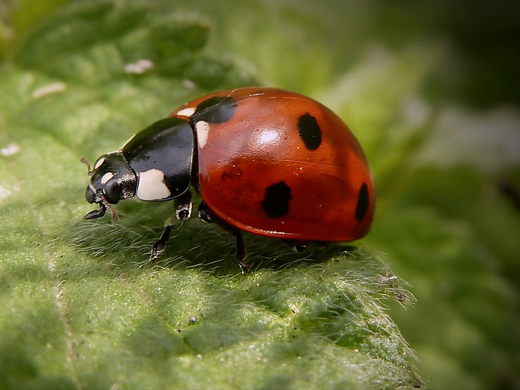 photo "***" tags: macro and close-up, nature, insect