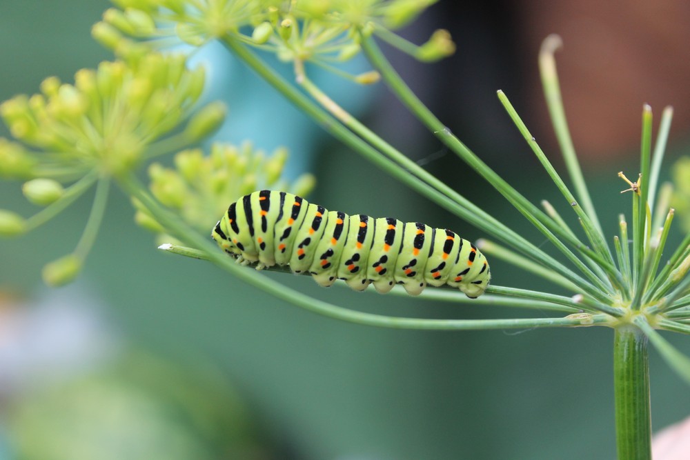 photo "***" tags: macro and close-up, 