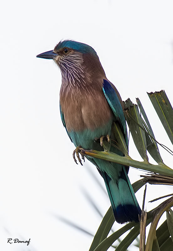 photo "***" tags: nature, bird