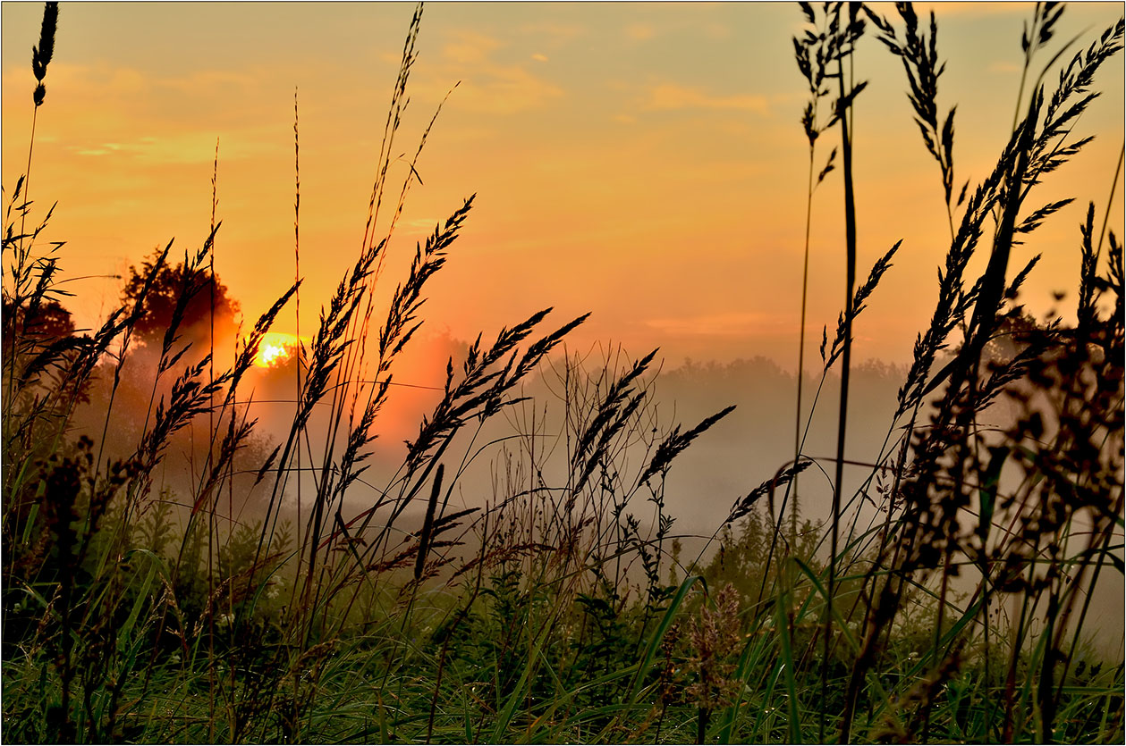 photo "***" tags: landscape, clouds, fog, meadow, morning, summer, sun, Восход, роса, травы