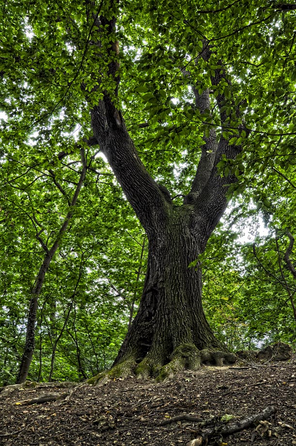 фото "древо" метки: природа, 