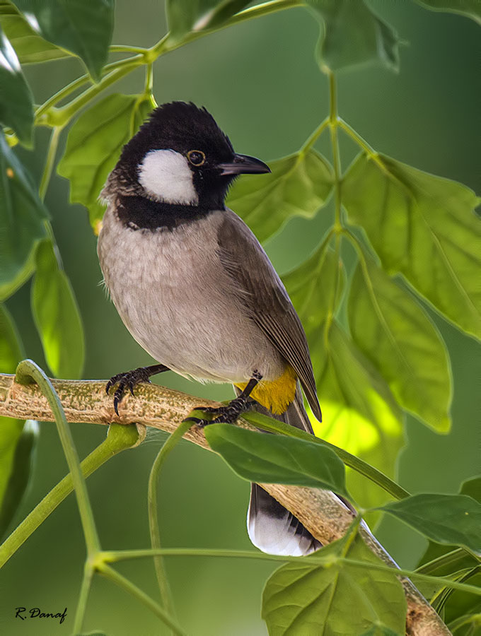 photo "Bulbul" tags: nature, bird