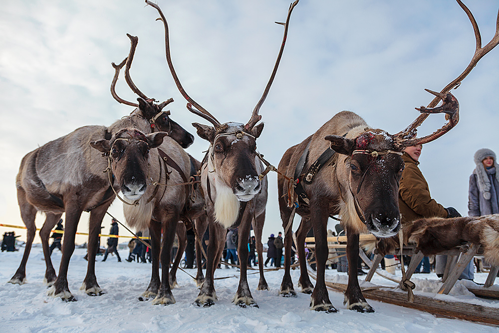 photo "deers-beetles" tags: fragment, nature, portrait, pets/farm animals, wild animals