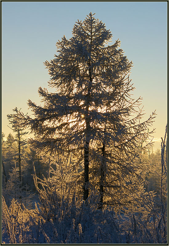 photo "***" tags: landscape, лиственница мороз зима тайга с