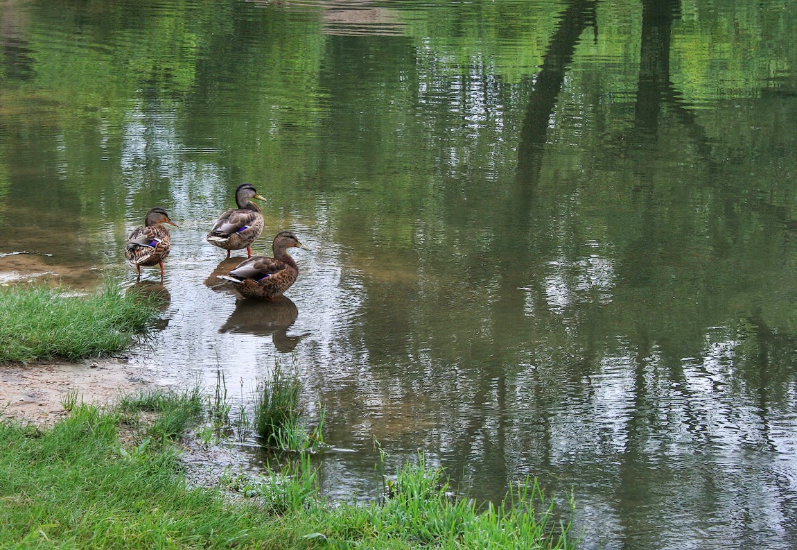 фото "про уток" метки: природа, 