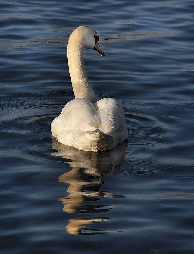 photo "***" tags: nature, sea, лебедь