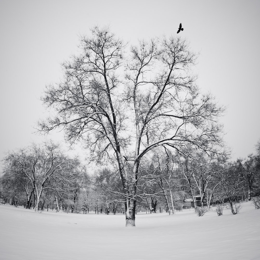 photo "The tree" tags: landscape, nature, panoramic, bird, tree, winter