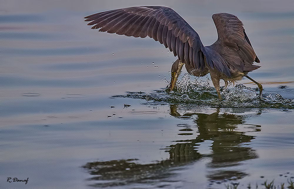 photo "Fishing" tags: nature, bird