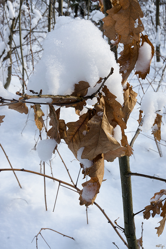 фото "Стойкие к морозу" метки: макро и крупный план, зима, лес