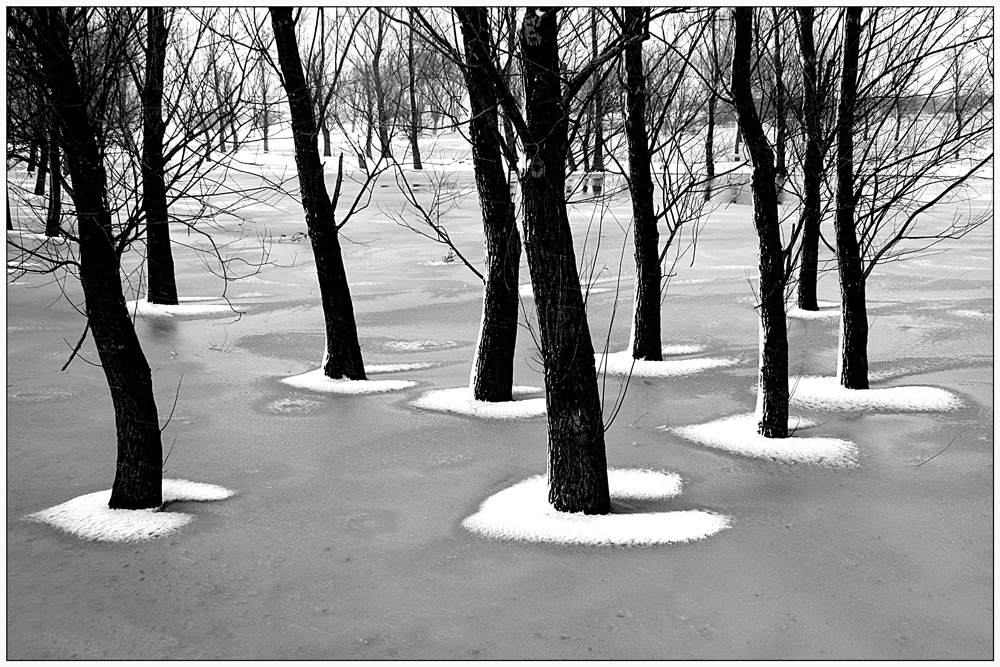 photo "***" tags: landscape, nature, black&white, forest, frost, snow, trees, winter