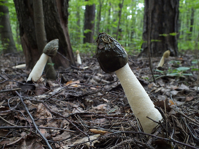 photo "Shameless forest" tags: nature, macro and close-up, humor, forest, phallus, весёлка, грибы