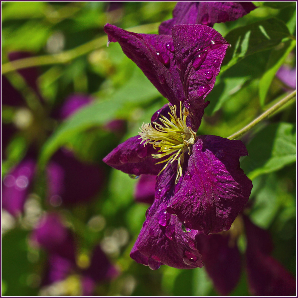 photo "***" tags: macro and close-up, nature, flowers, клематис