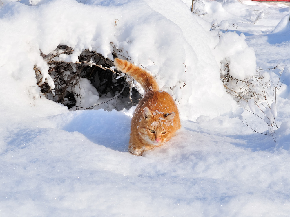 фото "на охоте" метки: разное, кот