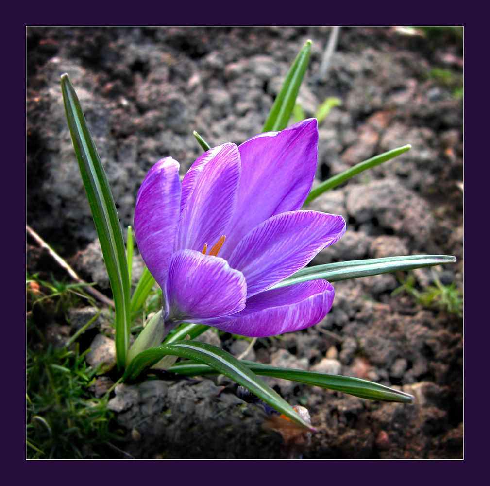 photo "Oh, how we want to spring!" tags: nature, macro and close-up, digital art, flowers