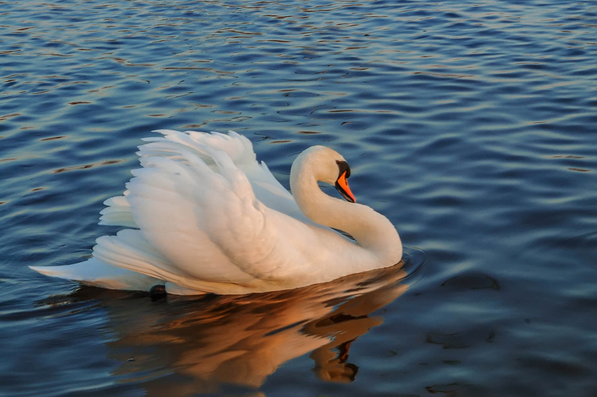 photo "***" tags: nature, reflections, water, wild animals