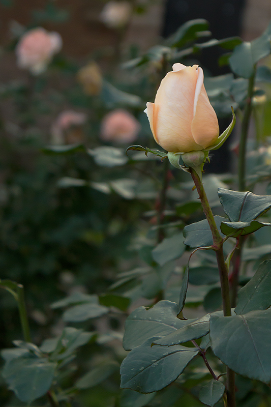 photo "***" tags: nature, macro and close-up, Ukraine, flowers, rose, Запорожье