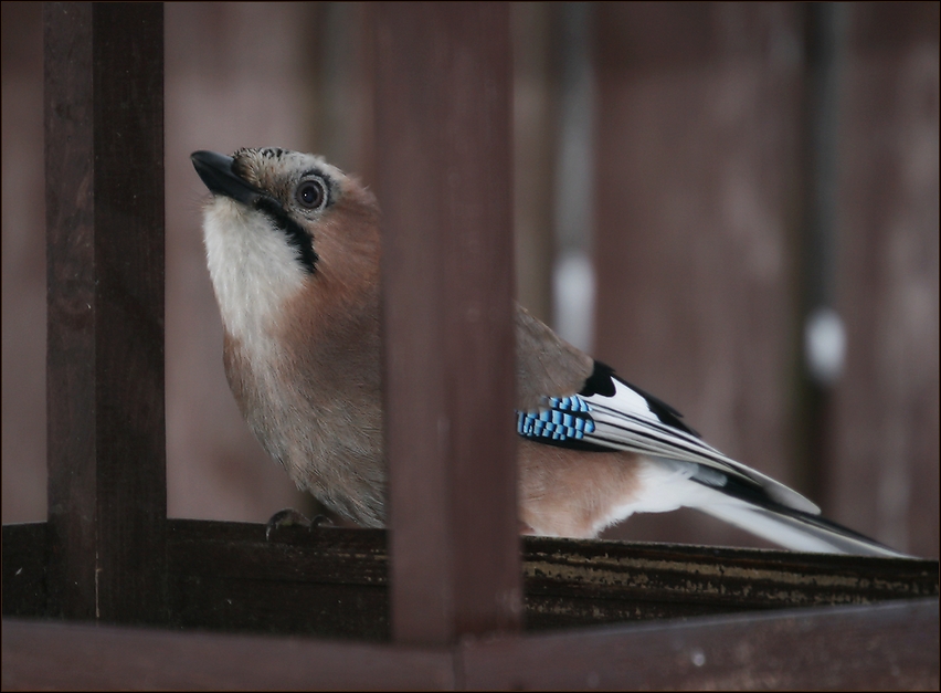 photo "New year's Jay - 6" tags: nature, Сойка