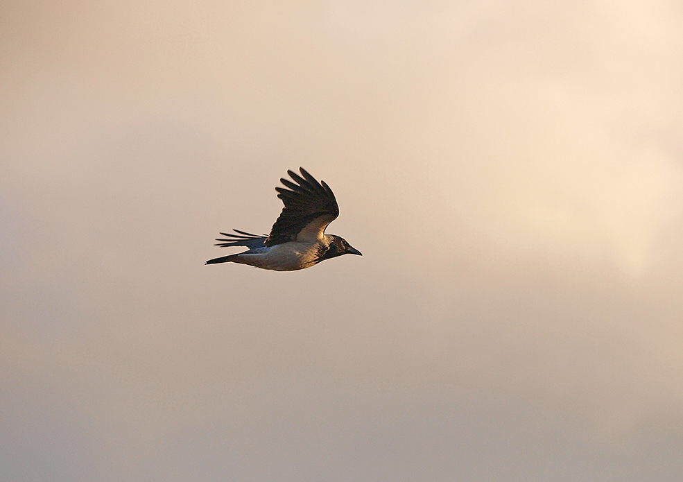 фото "Evening Crowe" метки: природа, 