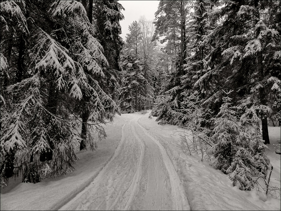 photo "The tale in black-and-white" tags: landscape, black&white, forest, snow, winter, дорожка