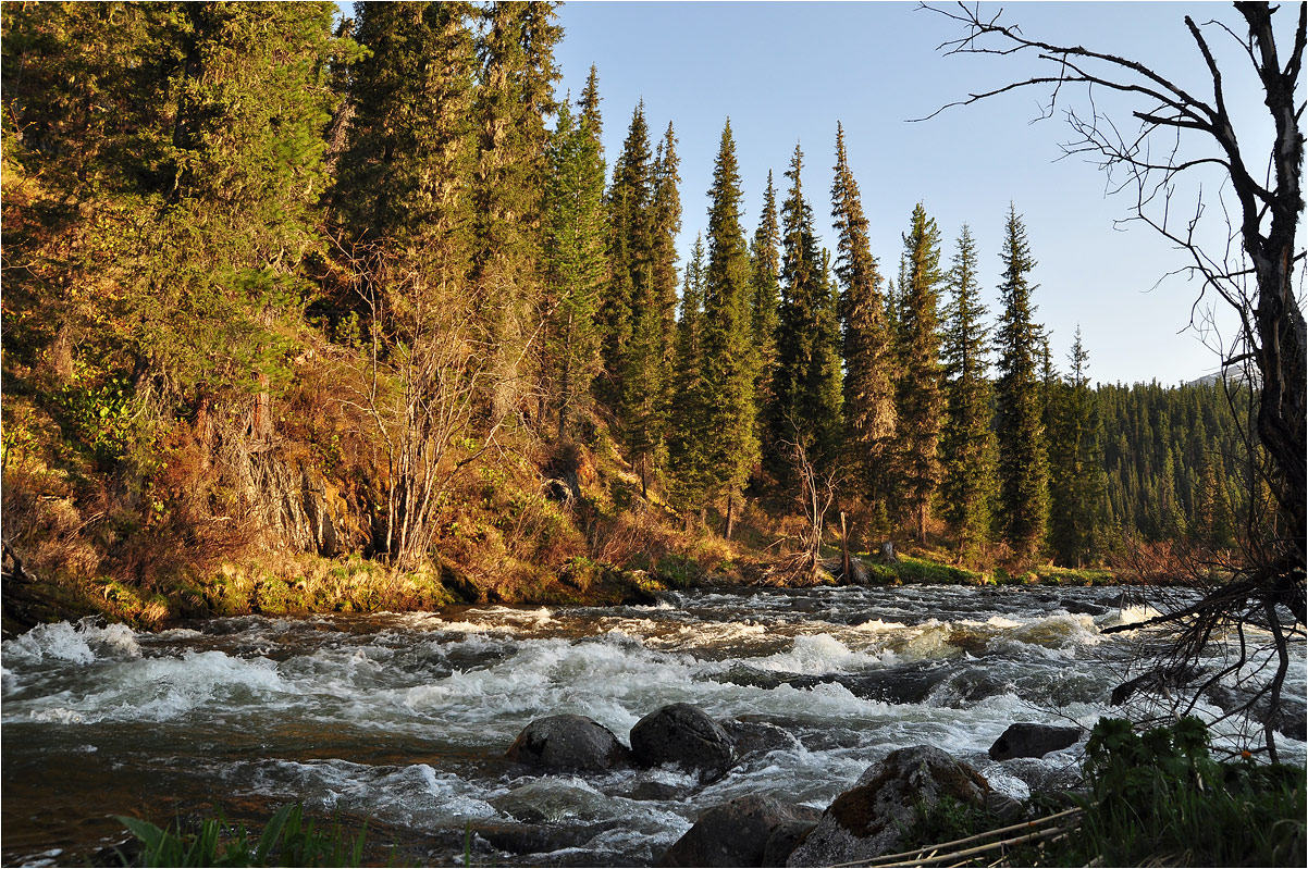 photo "***" tags: landscape, Asia, forest, morning, mountains, river, summer, sunrise, water, ели, туризм