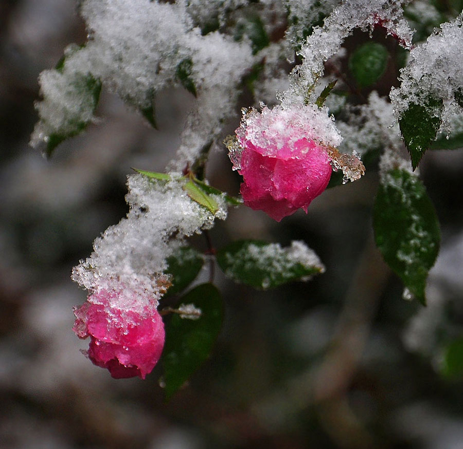 photo "***" tags: macro and close-up, flowers, winter