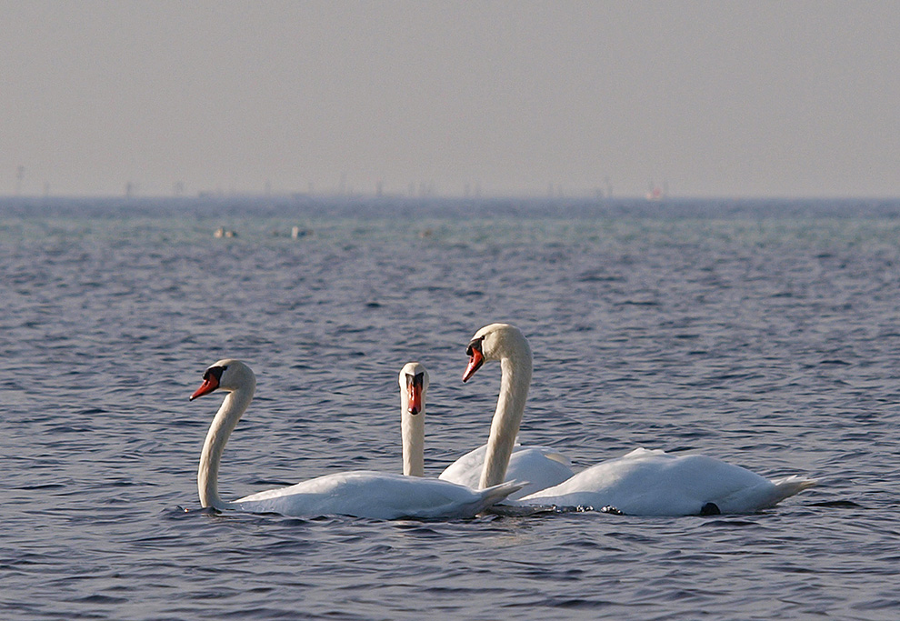 photo "Framed" tags: nature, portrait, 