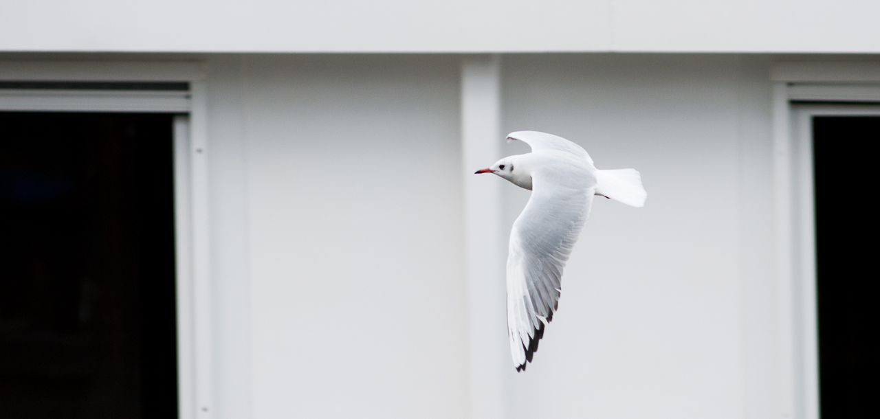 photo "Aerodynamics" tags: nature, travel, bird, flight, чайка